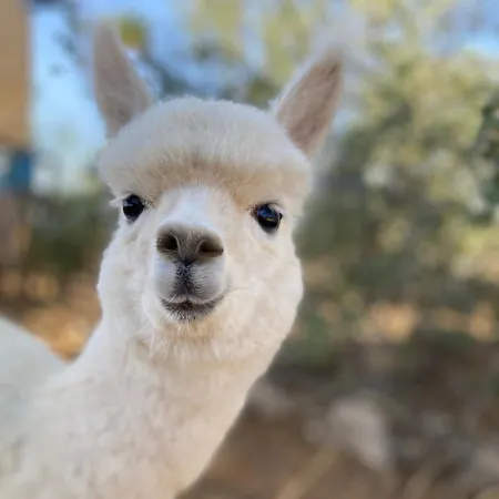 Bergresort Jochelius Ski-in & Ski-out ناودرس