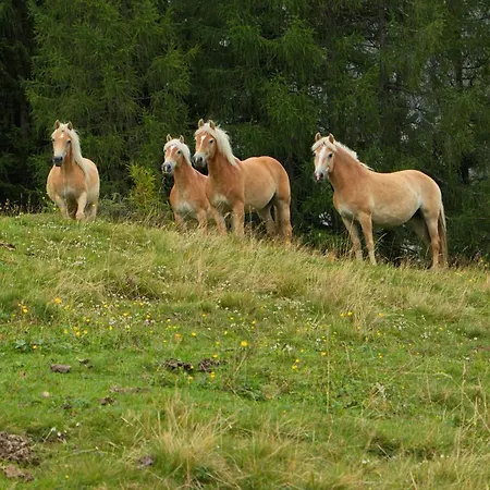 فندق Bergresort Jochelius Ski-in & Ski-out ناودرس