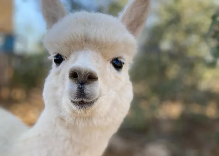 Bergresort Jochelius Ski-in & Ski-out Nauders